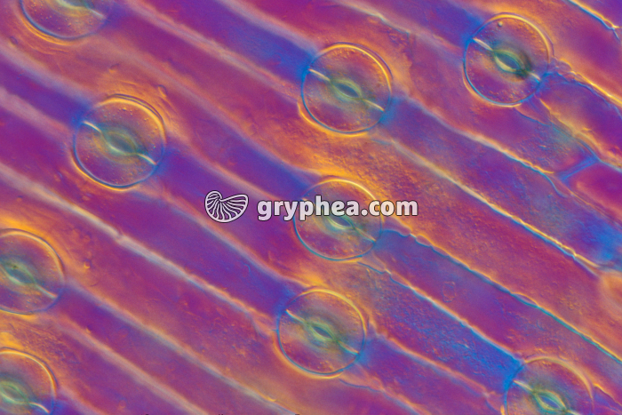 Stomates de feuille de Poireau x100 - gryphea.com